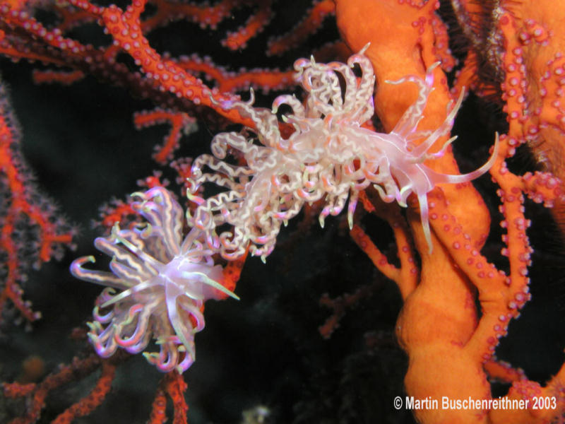 Phyllodesmium spB